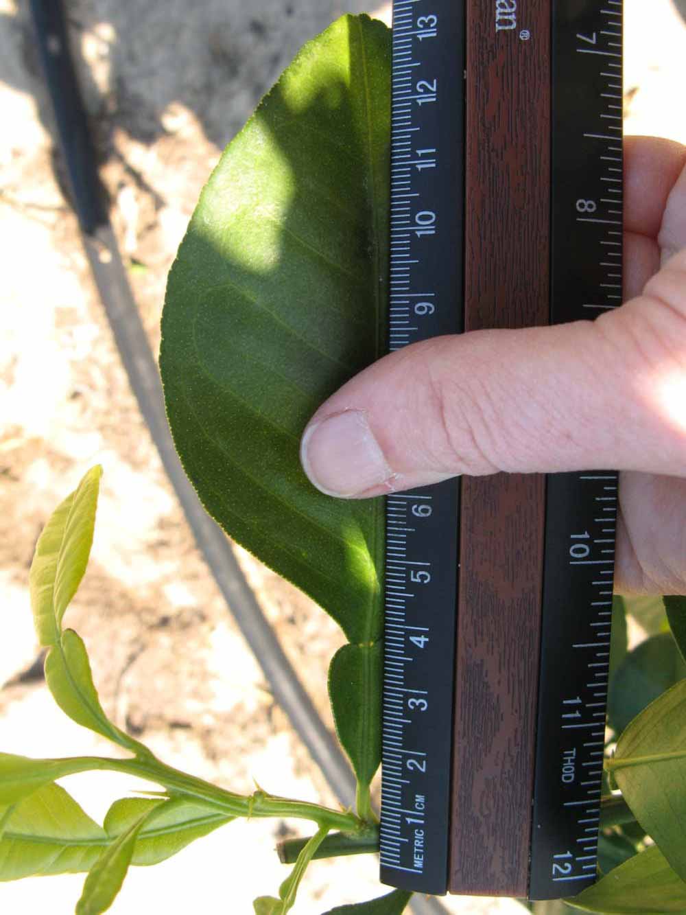            Unifoliolate leaf (Winter Haven, FL)   